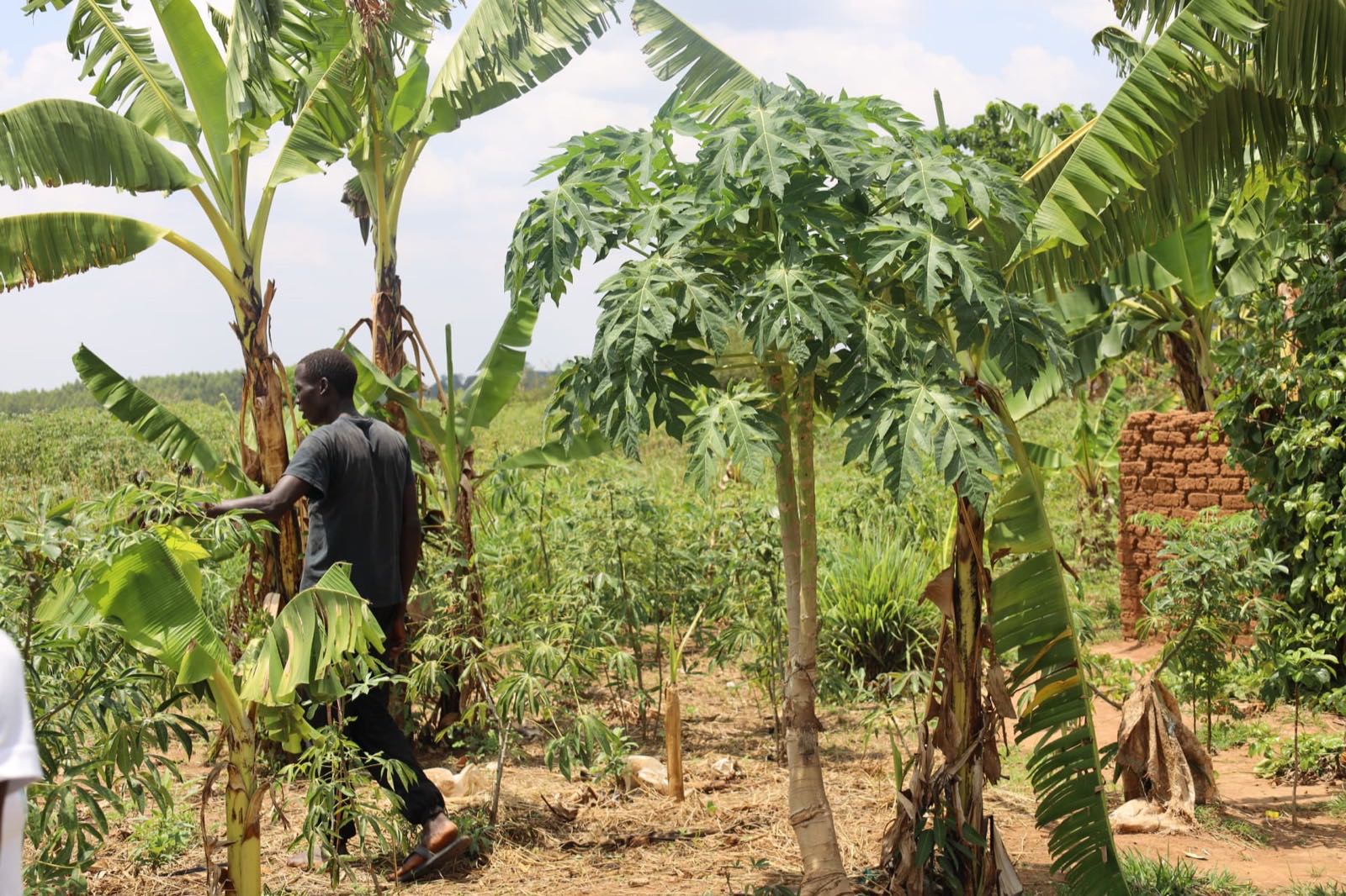 A forest gardener holding a harvest of fruit gathered from an agroforestry plot