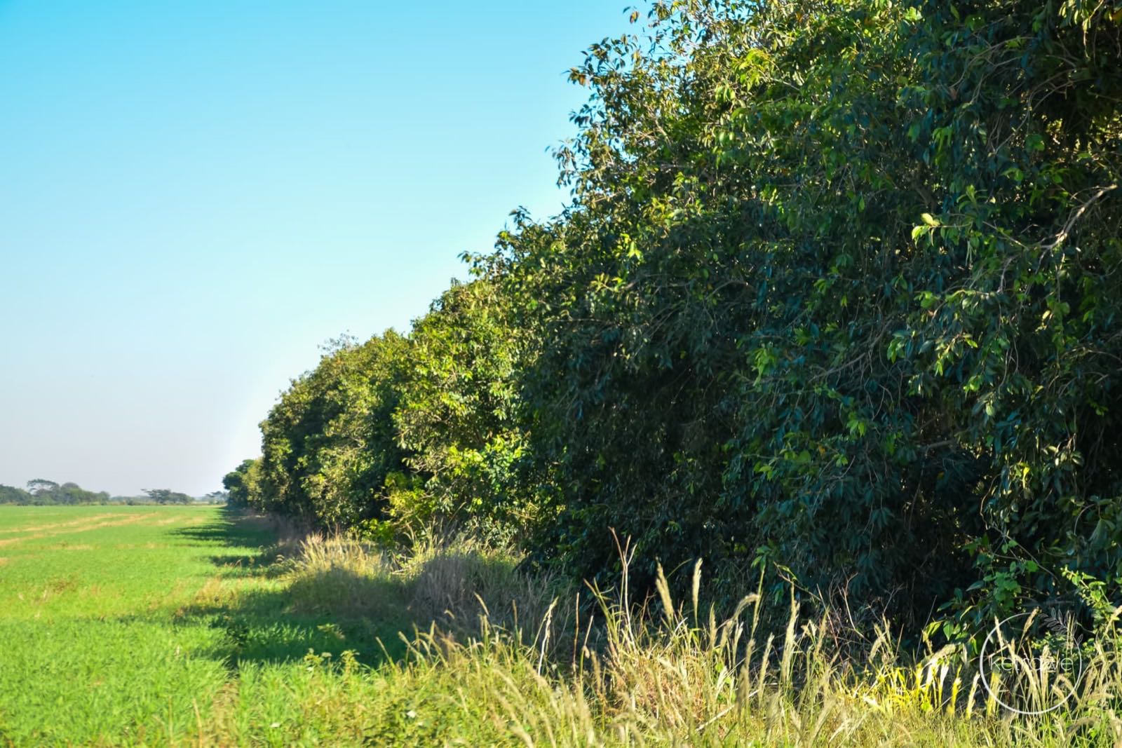 A lush green field bordered by a tall line of leafy trees under a bright blue sky