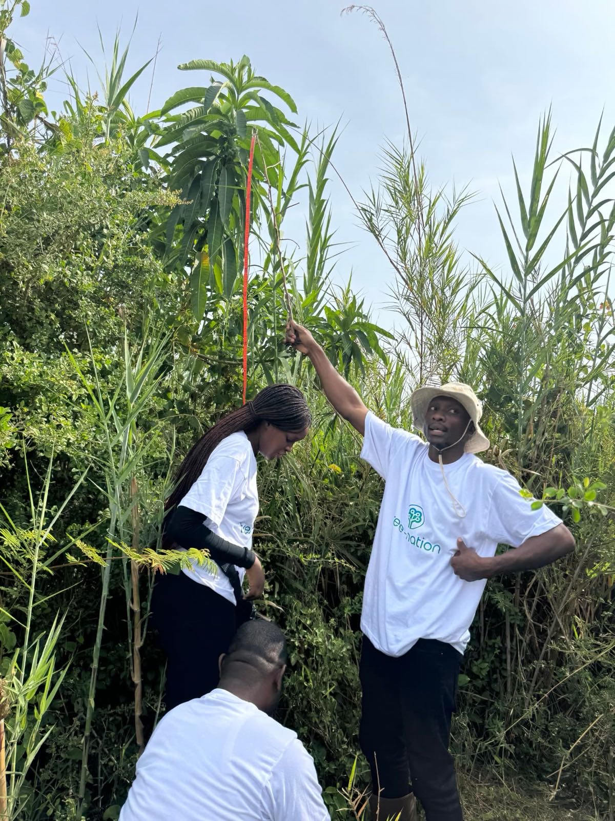 Field team measuring the height of a tall young tree with a tape