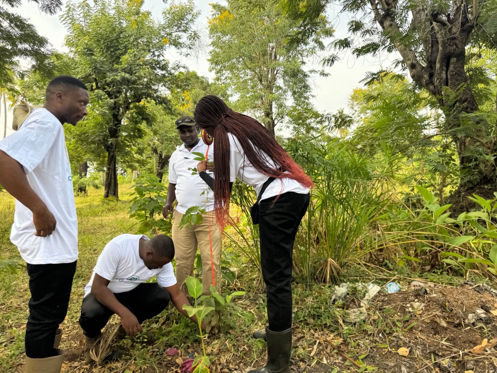 Verification team measuring a sapling on site