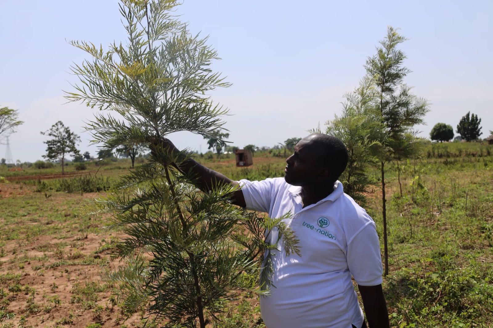 Field officer inspecting a young tree on a planting site