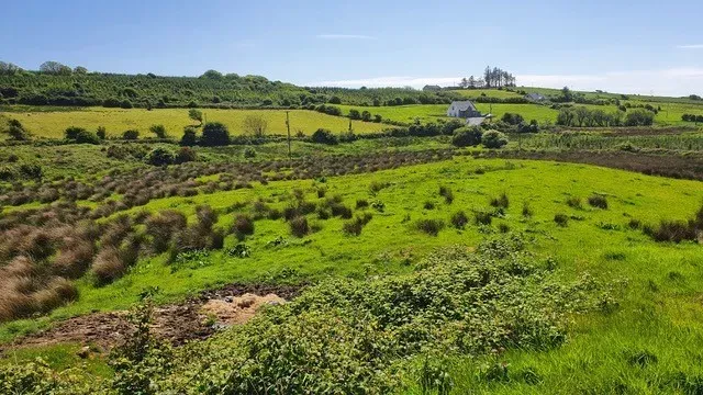 Ireland Community Tree Planting