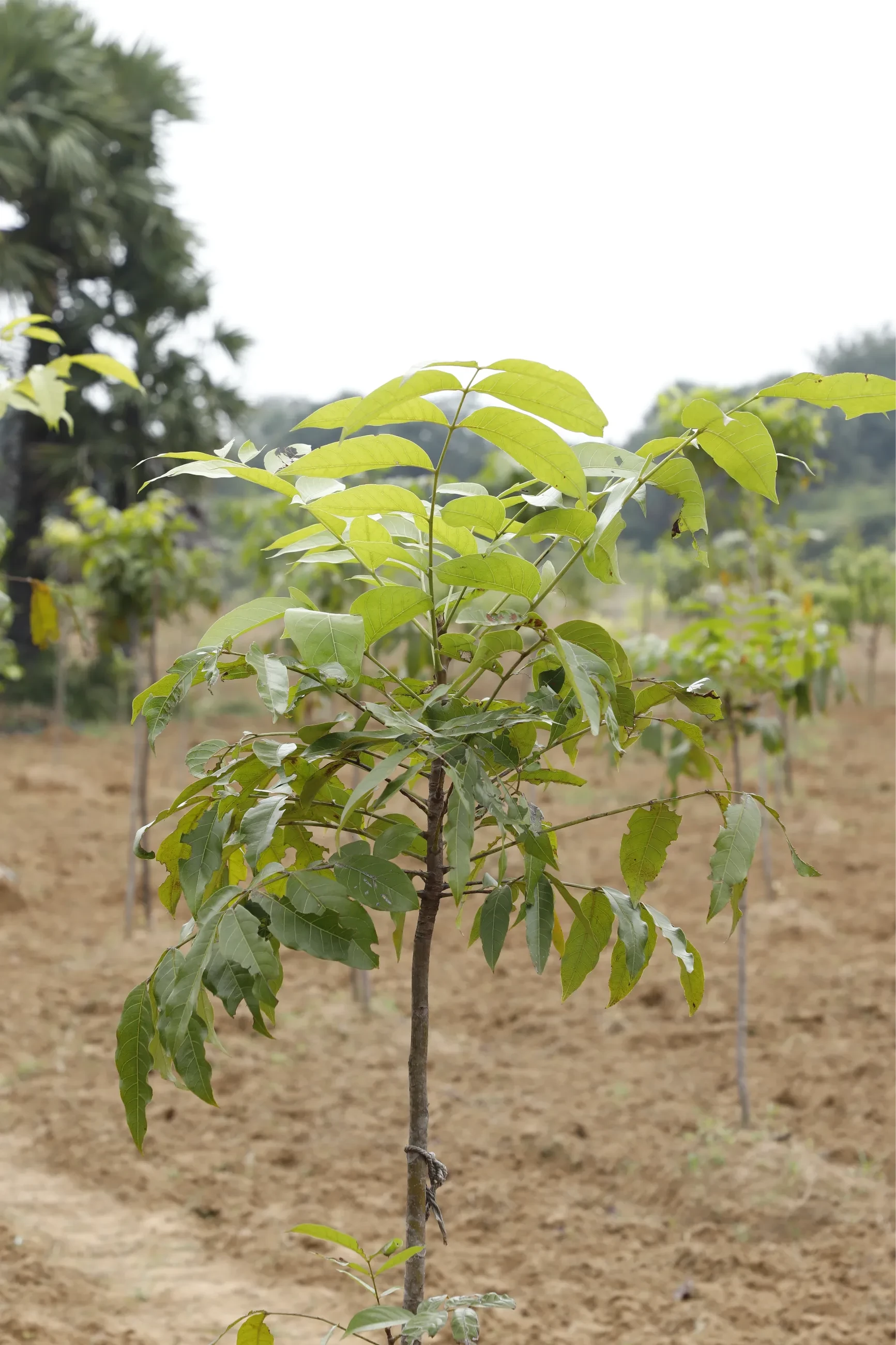 Latest project updates from project Trees for Tribals, IN | Tree-Nation ...