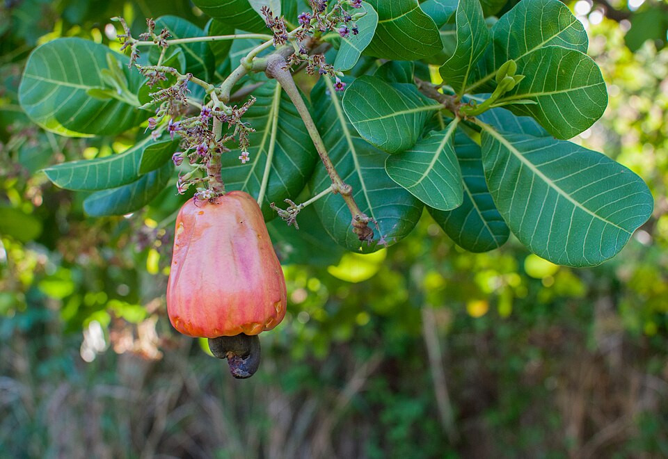 Cashew tree (Anacardium occidentale)